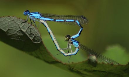 7 WAYS INVERTEBRATES SAY “I LOVE YOU”