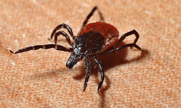 All About Ticks: The best ways to avoid pests while hiking
