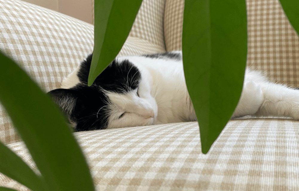 Are Your Pets and House Plants Compatible?