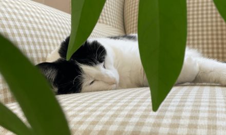 Are Your Pets and House Plants Compatible?