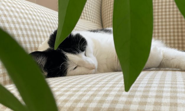 Are Your Pets and House Plants Compatible?