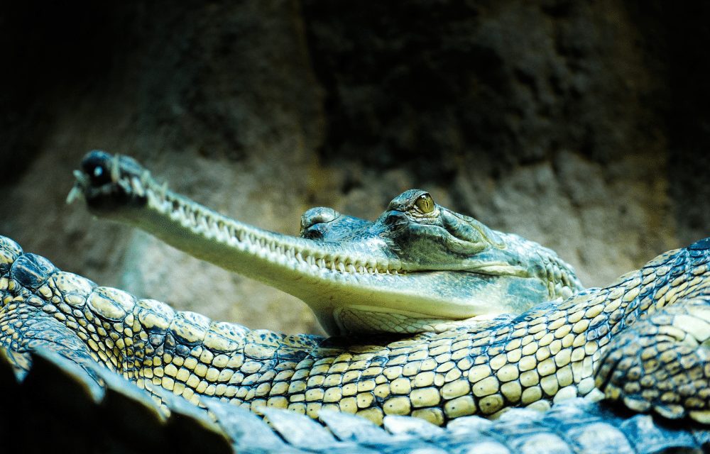 In Search of Gharials in Bardia National Park