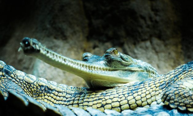 In Search of Gharials in Bardia National Park