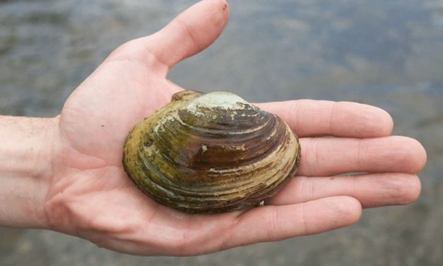 Learning to fish from a clam
