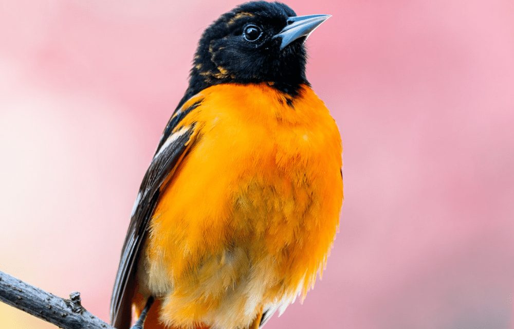 Backyard Birds: Masters of the Long-haul Flight