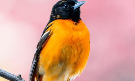 Backyard Birds: Masters of the Long-haul Flight