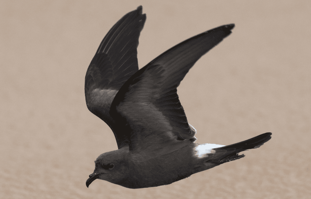 Locating an elusive seabird: The Leach’s Storm Petrel