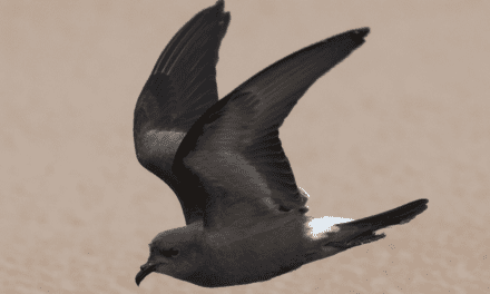 Locating an elusive seabird: The Leach’s Storm Petrel