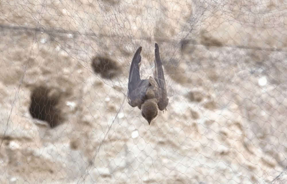 Mistnetting: A Field Day in Ornithology
