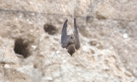 Mistnetting: A Field Day in Ornithology
