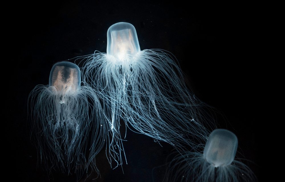 The Immortal Jellyfish: How one Animal Conquered Death