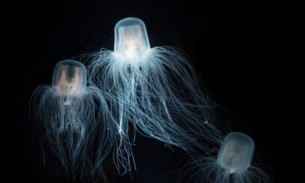 The Immortal Jellyfish: How one Animal Conquered Death