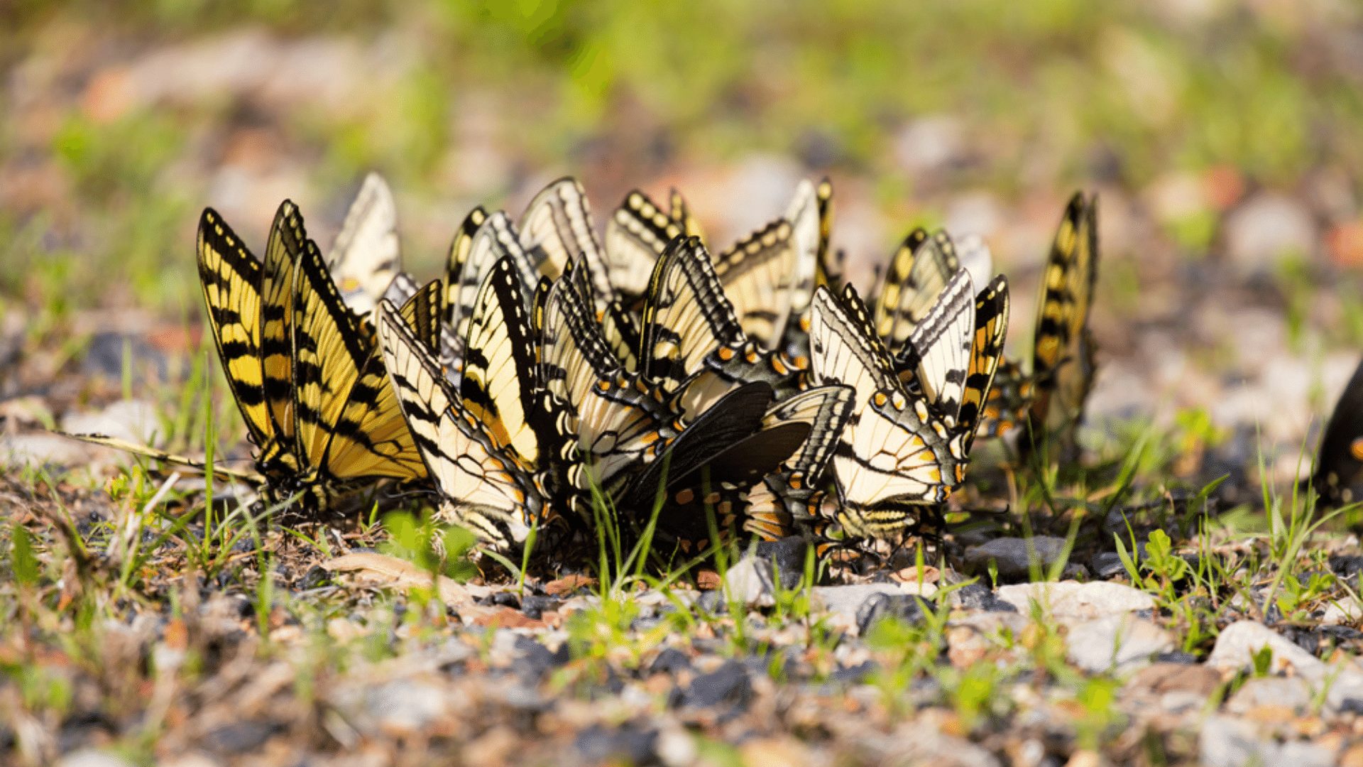 Congregated Group of Eastern Tiger Swallowtails