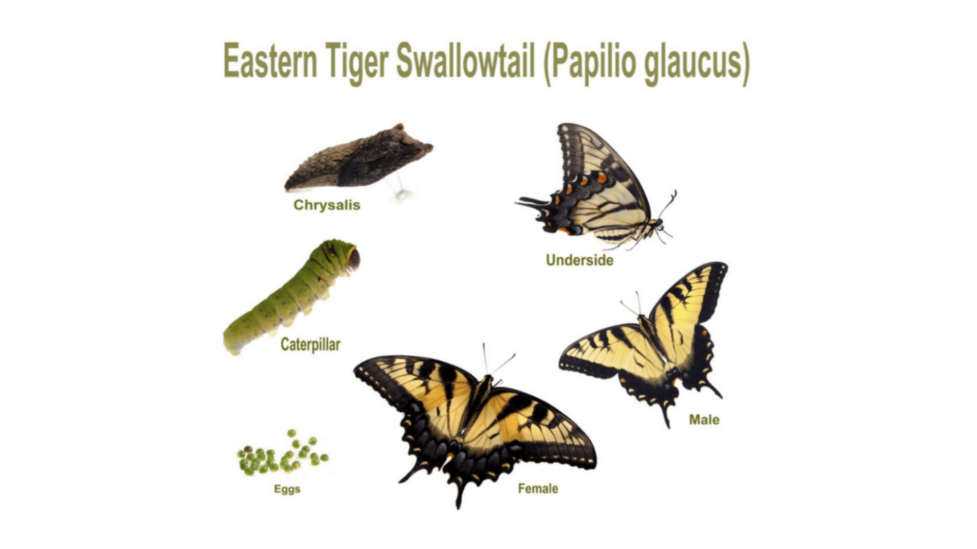 Eastern Tiger Swallowtail Butterfly Lifecycle