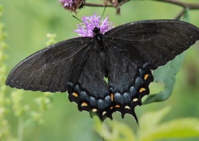 Eastern Tiger Swallowtail Caterpillar with Dark Coloration on Purple Flower
