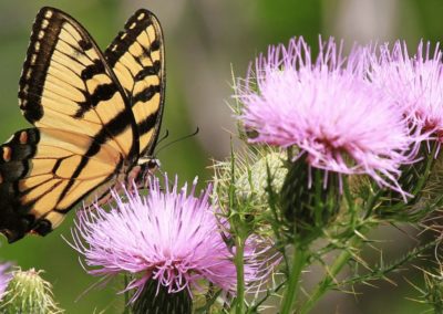 Eastern Tiger Swallowtail Pollinating Wildflowers