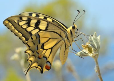 Eastern Tiger Swallowtail Side View