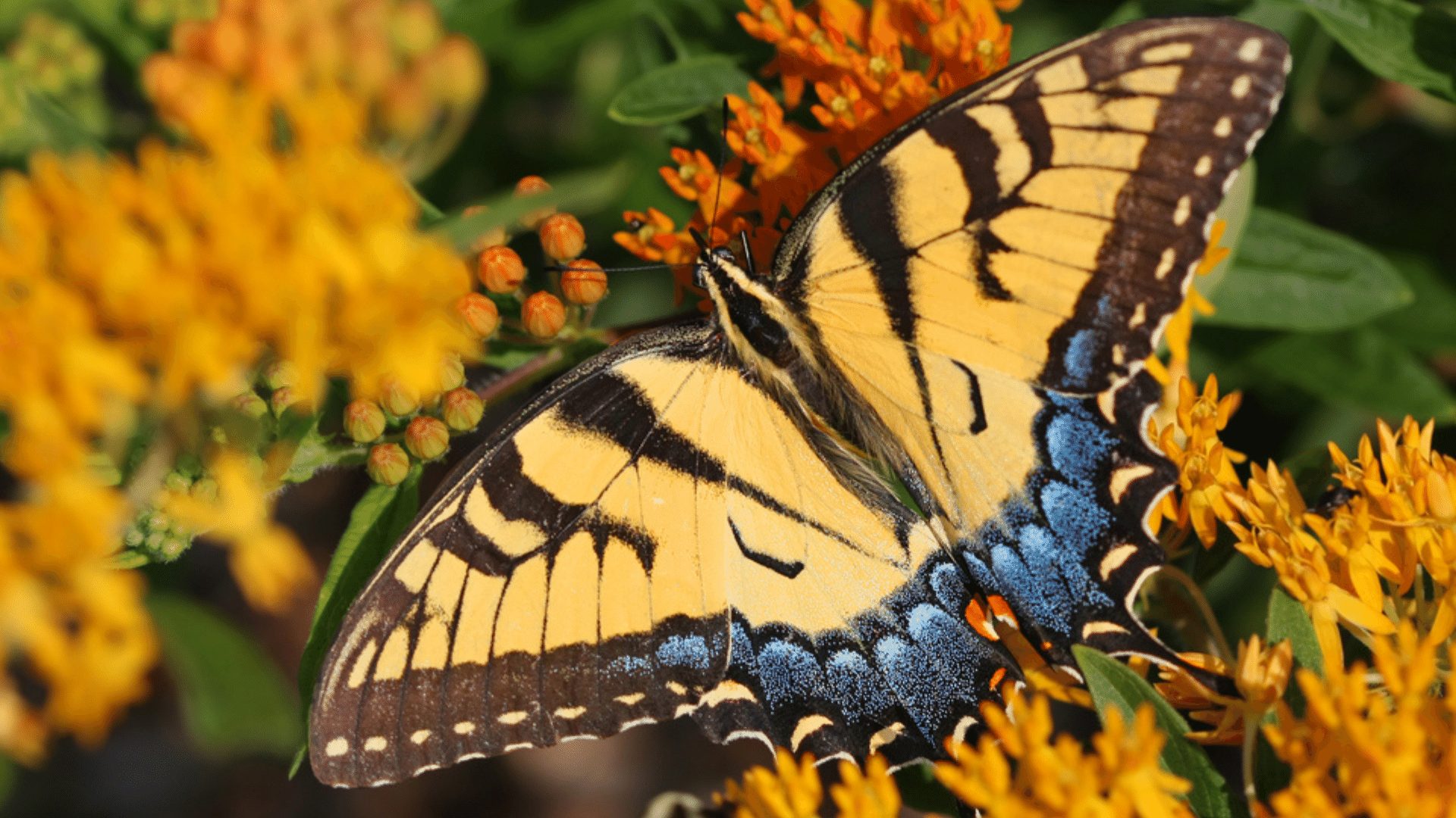 Eastern Tiger Swallowtail on Orange Flowers