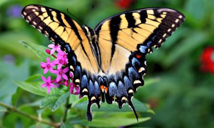Eastern Tiger Swallowtail