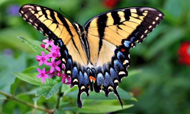 Eastern Tiger Swallowtail
