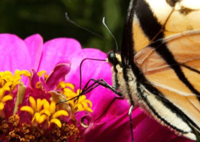Eastern Tiger Swallowtail with Visible Proboscis