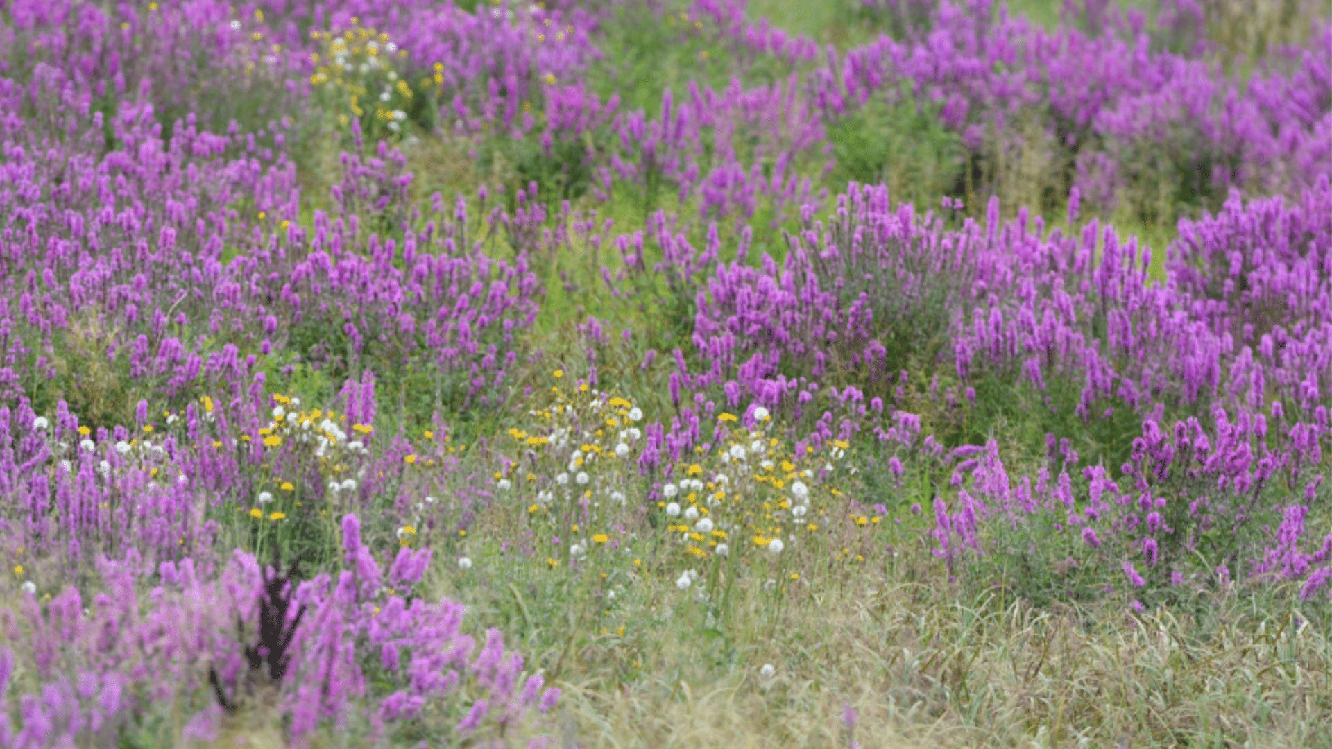 Purple, Yellow, and White Wildflowers