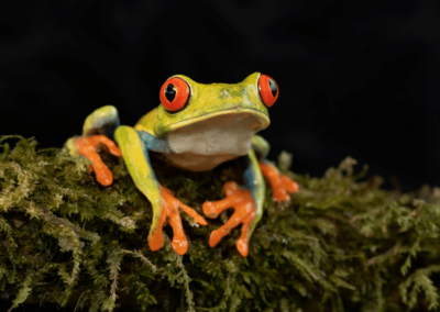 Red-eyed tree frog close up