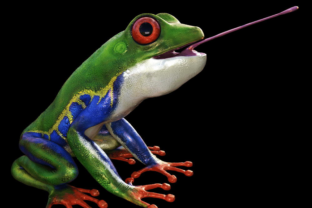 Red-eyed tree frog eating Red-eyed tree frog eating