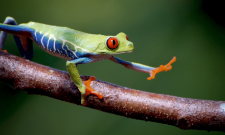 Red-Eyed Tree Frog
