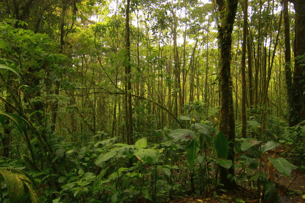 Red-eyed tree frog habitat Red-eyed tree frog habitat