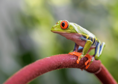 Red-eyed tree frog on red stem