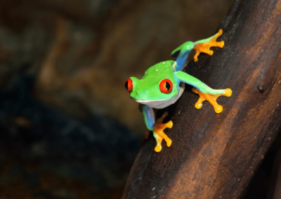 Red-eyed tree frog on tree