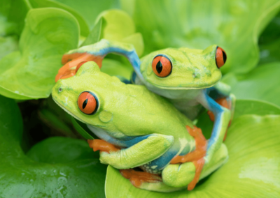 Red-eyed tree frog pair