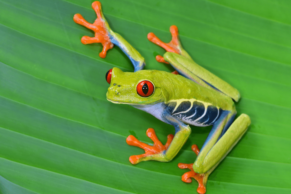Red-eyed tree frog physical Red-eyed tree frog physical