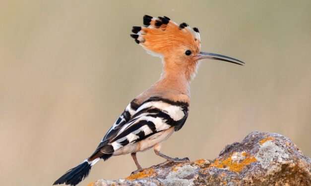 Hoopoe