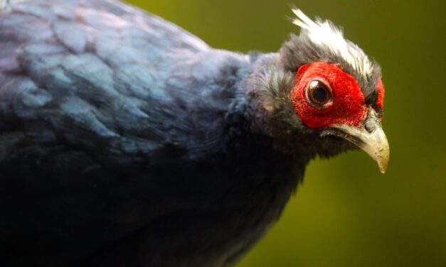 Vietnamese Pheasant