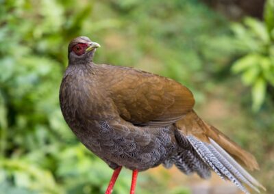 Female Vietnamese Pheasant