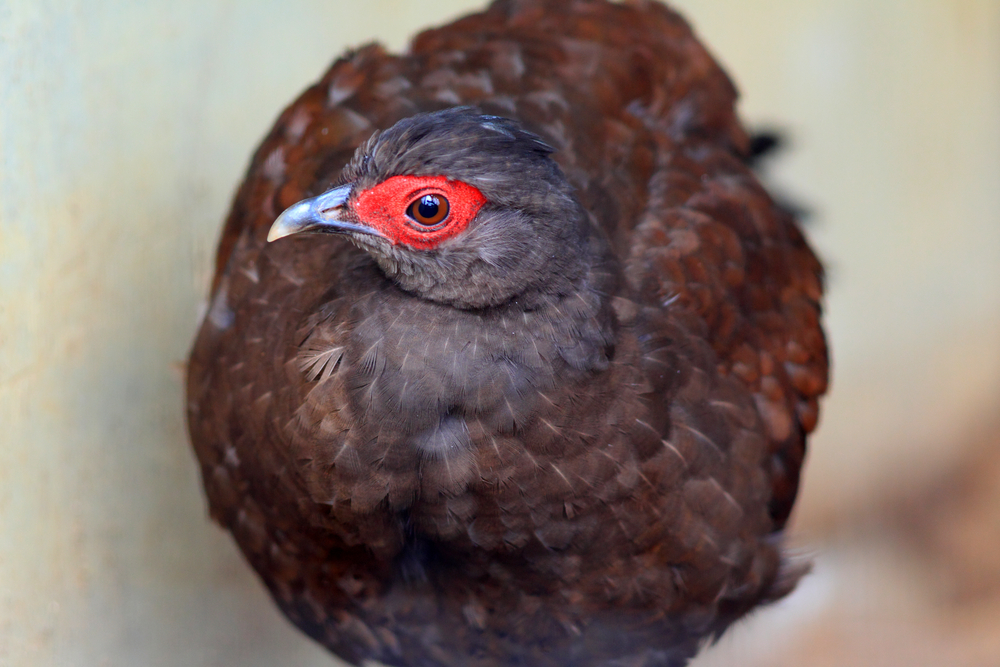 Female Vietnamese Pheasant full frame