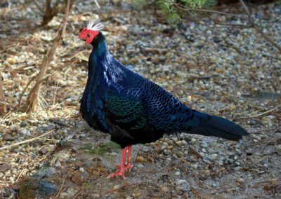 Full body sideview of a male Vietnamese Pheasant