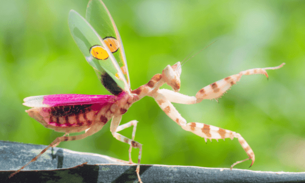 Jeweled Flower Mantis