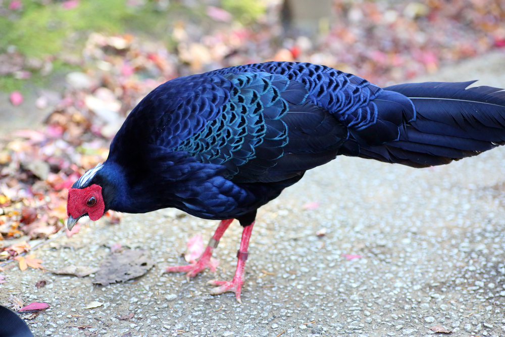 Male Vietnamese Pheasant looking for food