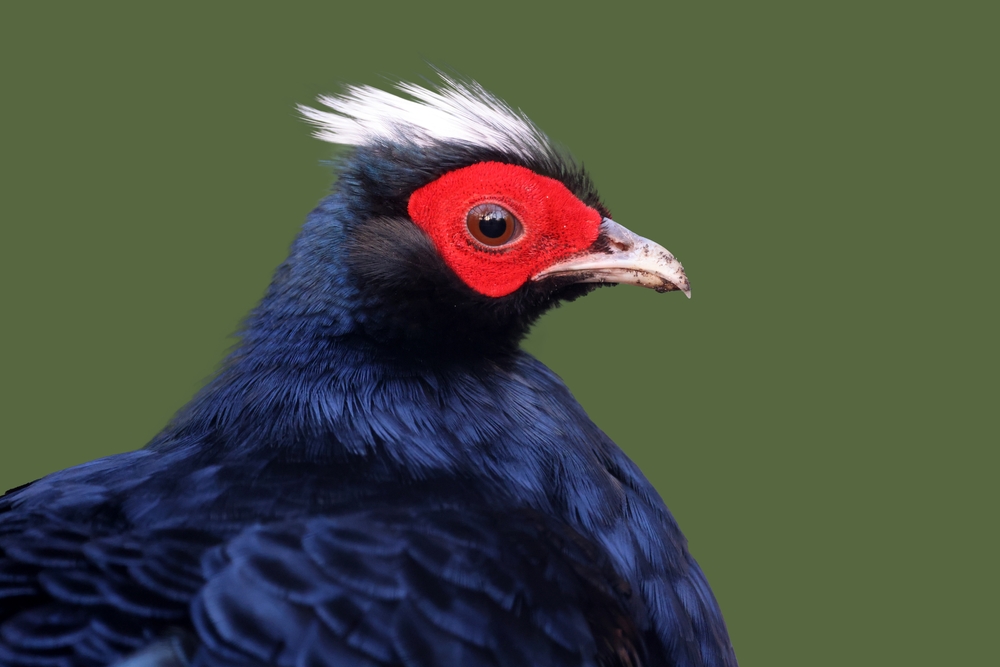 Sideview of the Vietnamese Pheasant