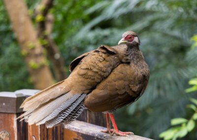 Sideview of the female Vietnamese Pheasant