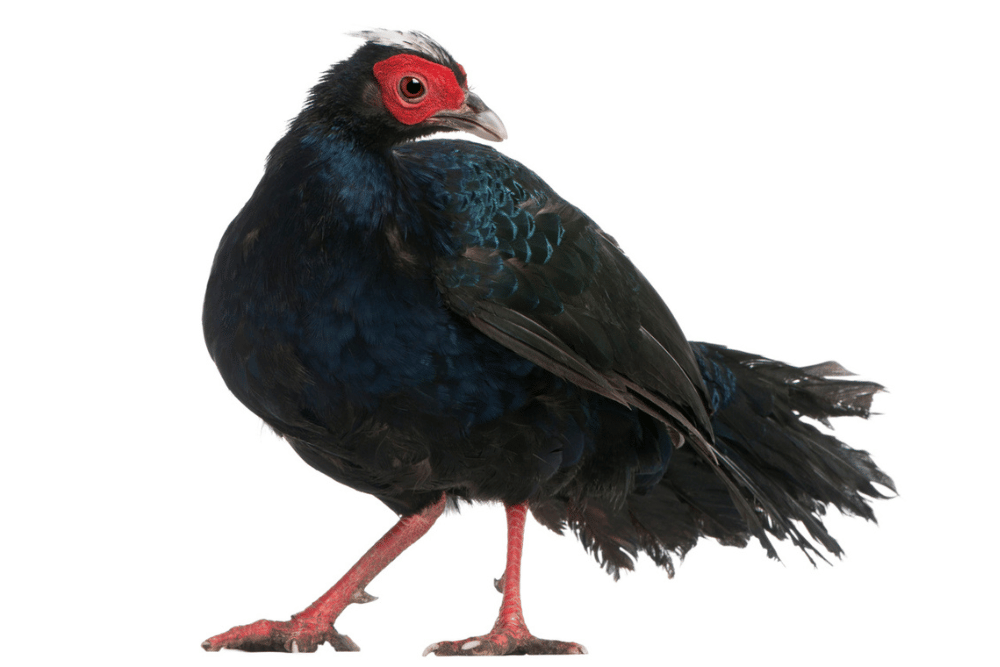 Vietnamese Pheasant on white background