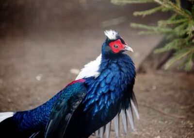 Vietnamese Pheasant standing with wings out