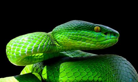White-Lipped Viper
