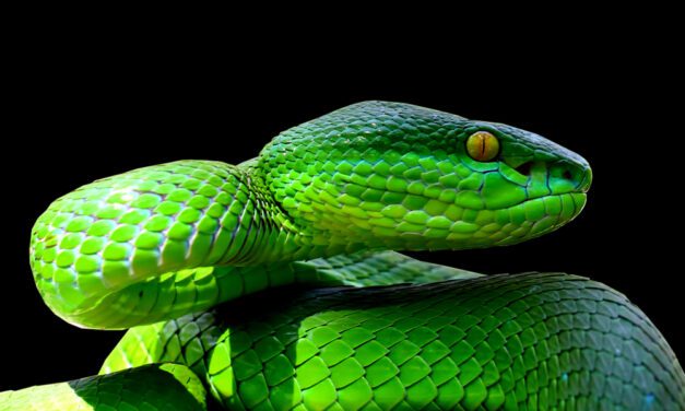 White-Lipped Viper