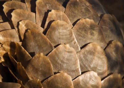 A Cape Pangolin Rolls Up Into A Defensive Ball