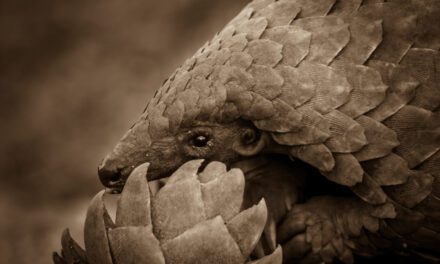 Pangolin