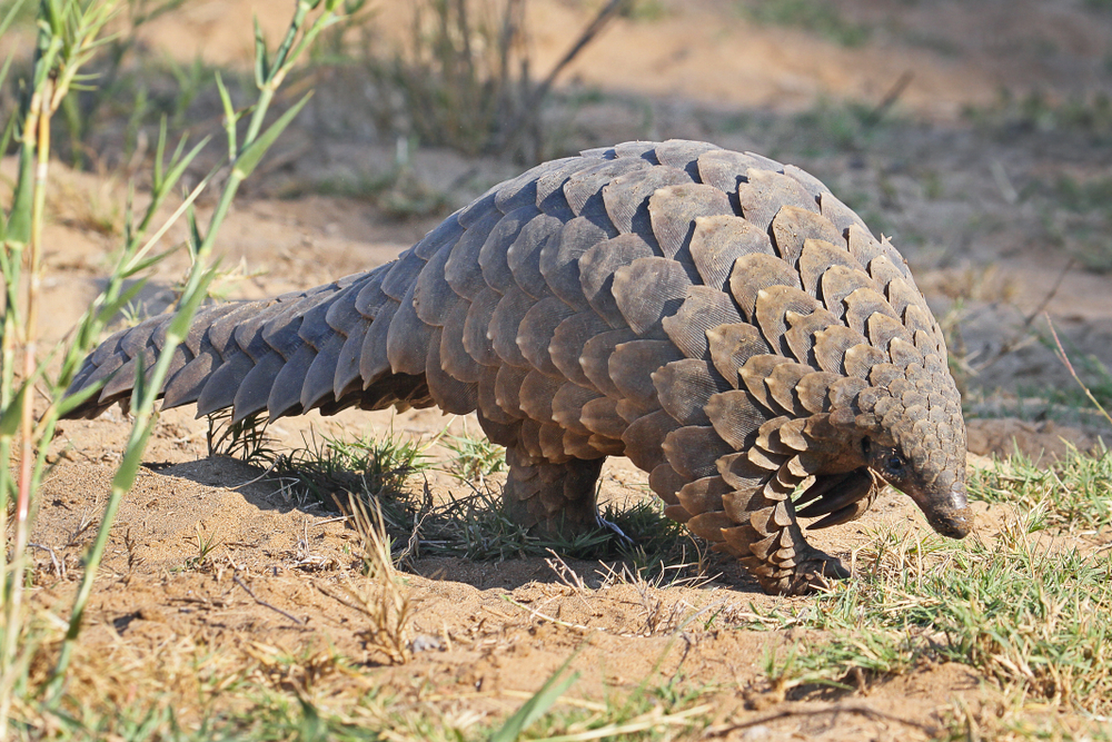 Most Smuggled Animal In The World The Pangolin